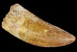 Fossil Carcharodontosaurus Tooth, Serrated - Morocco #110405-1